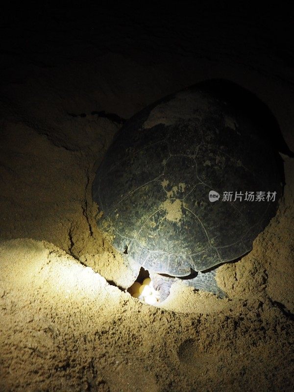 海龟和海龟蛋，海龟繁殖和筑巢的Ras al Jinz海滩，海龟保护区，